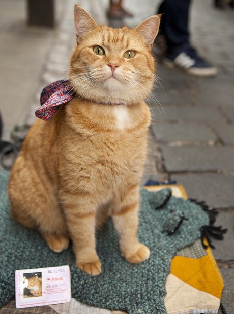 猫鲍勃的图片