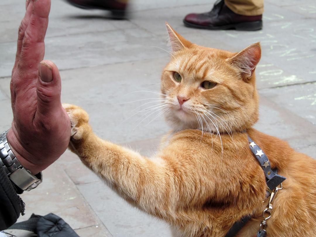 猫鲍勃的图片