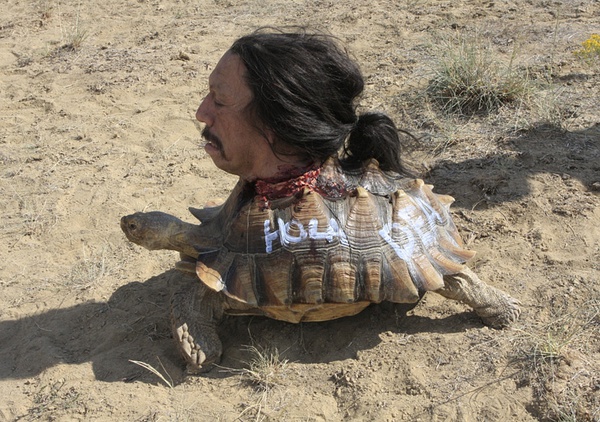 丹尼·特雷霍的图片